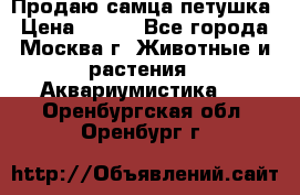 Продаю самца петушка › Цена ­ 700 - Все города, Москва г. Животные и растения » Аквариумистика   . Оренбургская обл.,Оренбург г.
